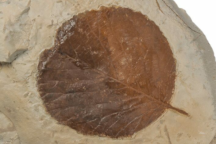 Fossil Leaf (Davidia) - Montana #215540